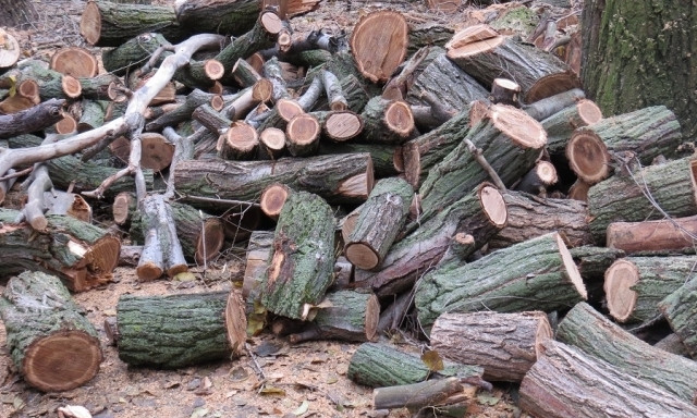 Активисты Днепра расследуют незаконный спил деревьев
