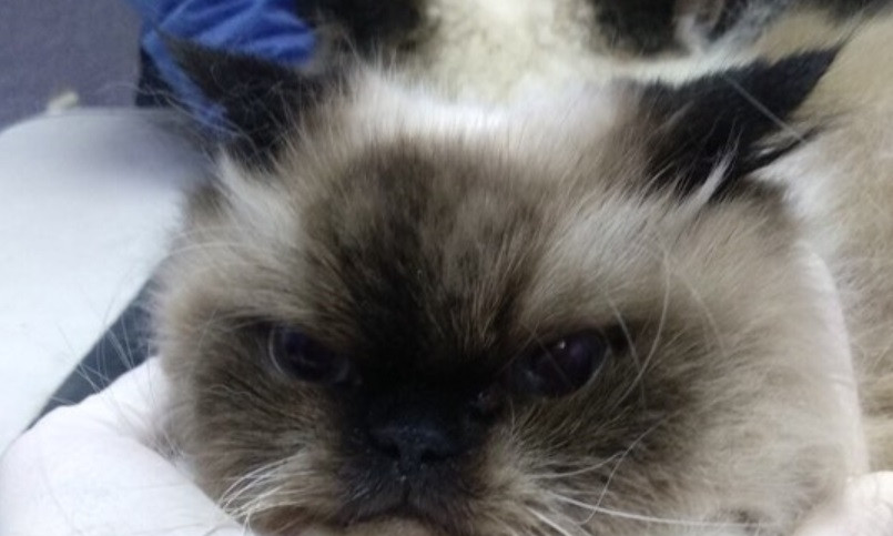 В Днепре здорового кота принесли в клинику на усыпление