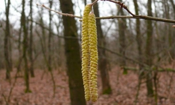 Аномальная зима: в Днепровско-Орельском заповеднике цветут деревья