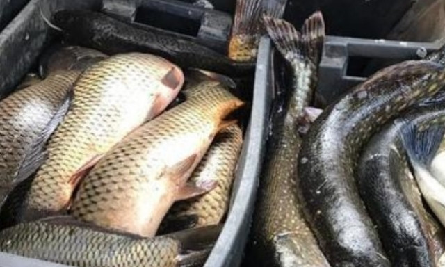 На Днепропетровщине полицейские изъяли 100 кг рыбы 