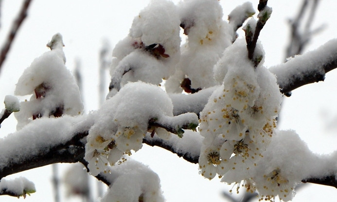 Апрельские заморозки в Днепре могут уничтожить урожай фруктов и ягод