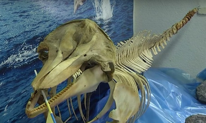 Студентки привезли в Днепр скелет черноморского дельфина 