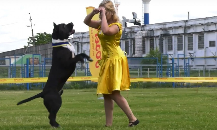 Кинологический фристайл: в Днепре горожане танцевали с собаками 