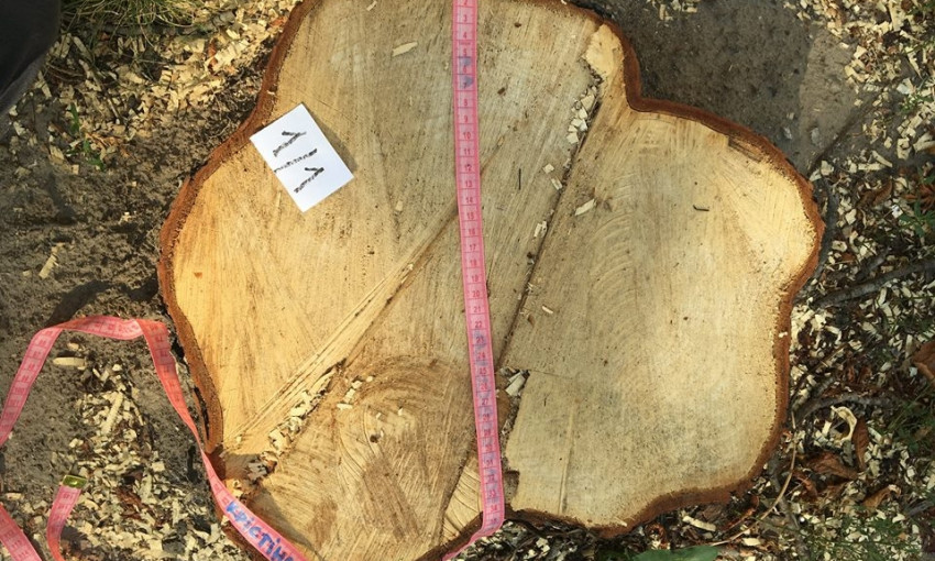 В центре Днепра вырубили здоровые деревья