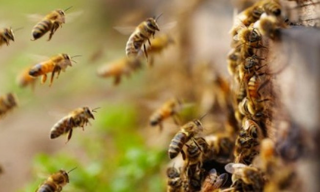 На Днепропетровщине людей испугал огромный рой пчел 