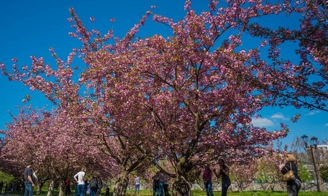 Уголок Японии в Днепре: в городе цветут сакуры