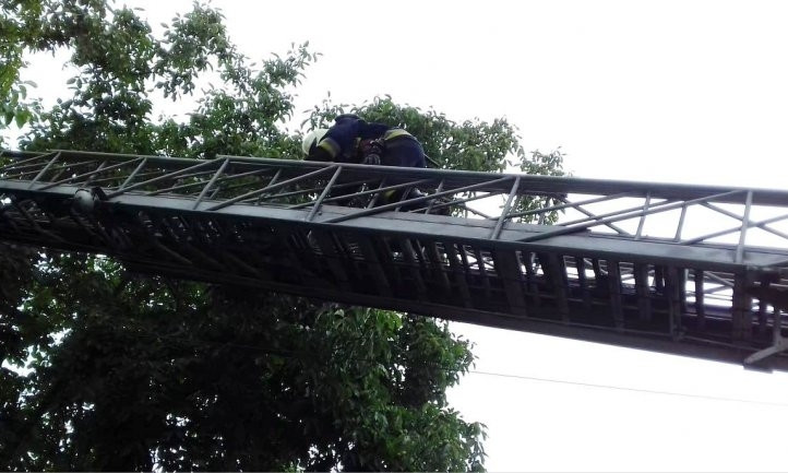 В Днепре спасатели снимали кота с дерева 