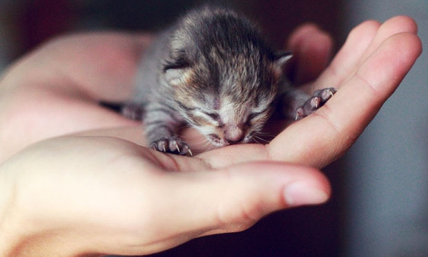 Штрафы за роды беспородных кошек: запретят ли животных в Днепре?